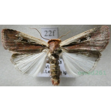 Ochropleura plecta (Linnaeus, 1761) Rolnica boćwinówka Czech22f